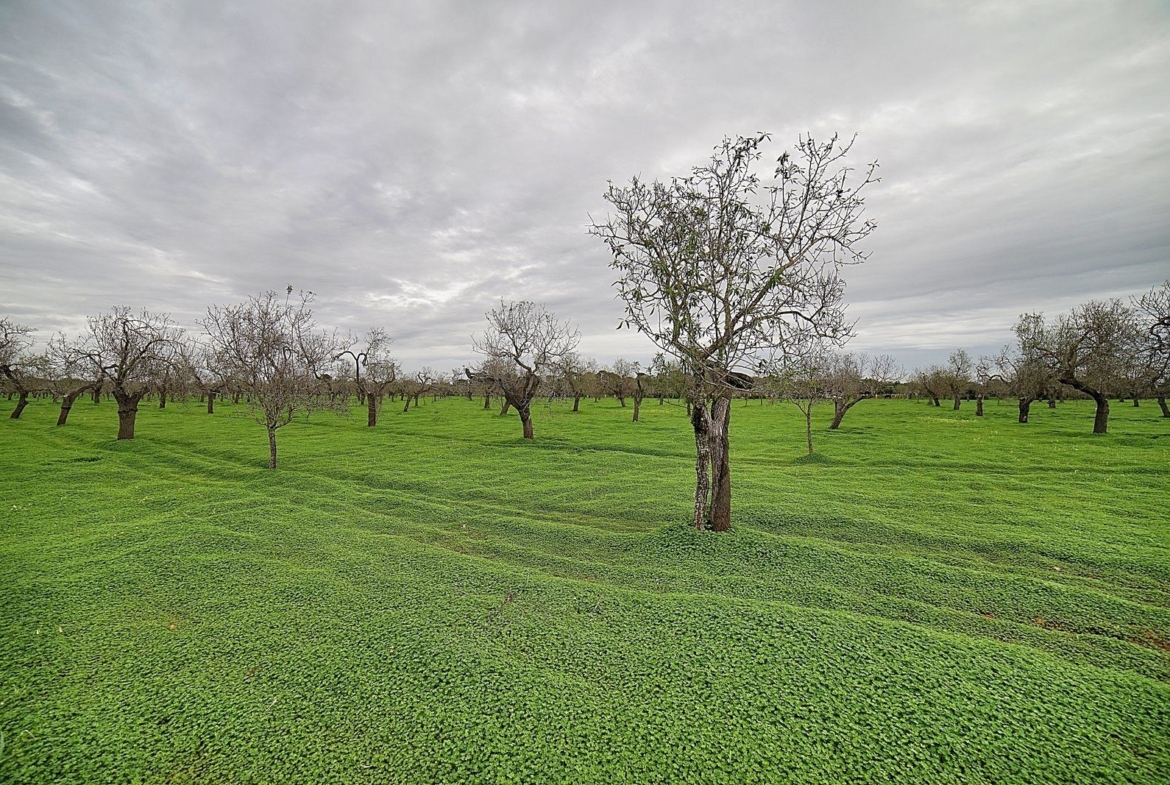 Parcela edificable entre Llucmajor y Campos, 21.900 m²