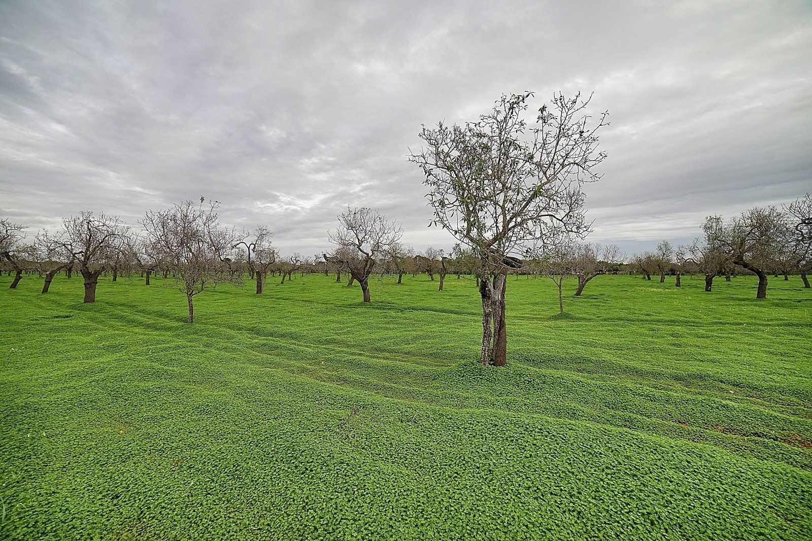 Parcela edificable entre Llucmajor y Campos, 21.900 m²