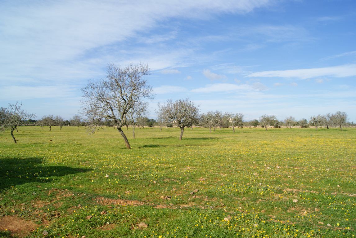 Baugrundstück 28.000 m² bei Ses Salines, Südost-Mallorca