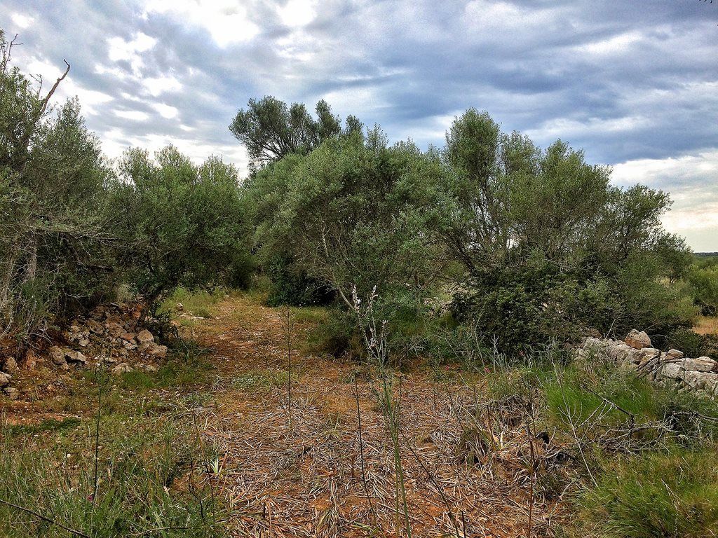 Terreno edificable de 14.634 m² junto a Ses Salines