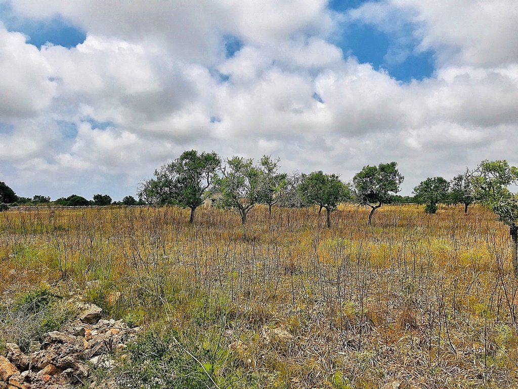 Bauland 28.000 m² bei Ses Salines, Santanyí – Mallorca