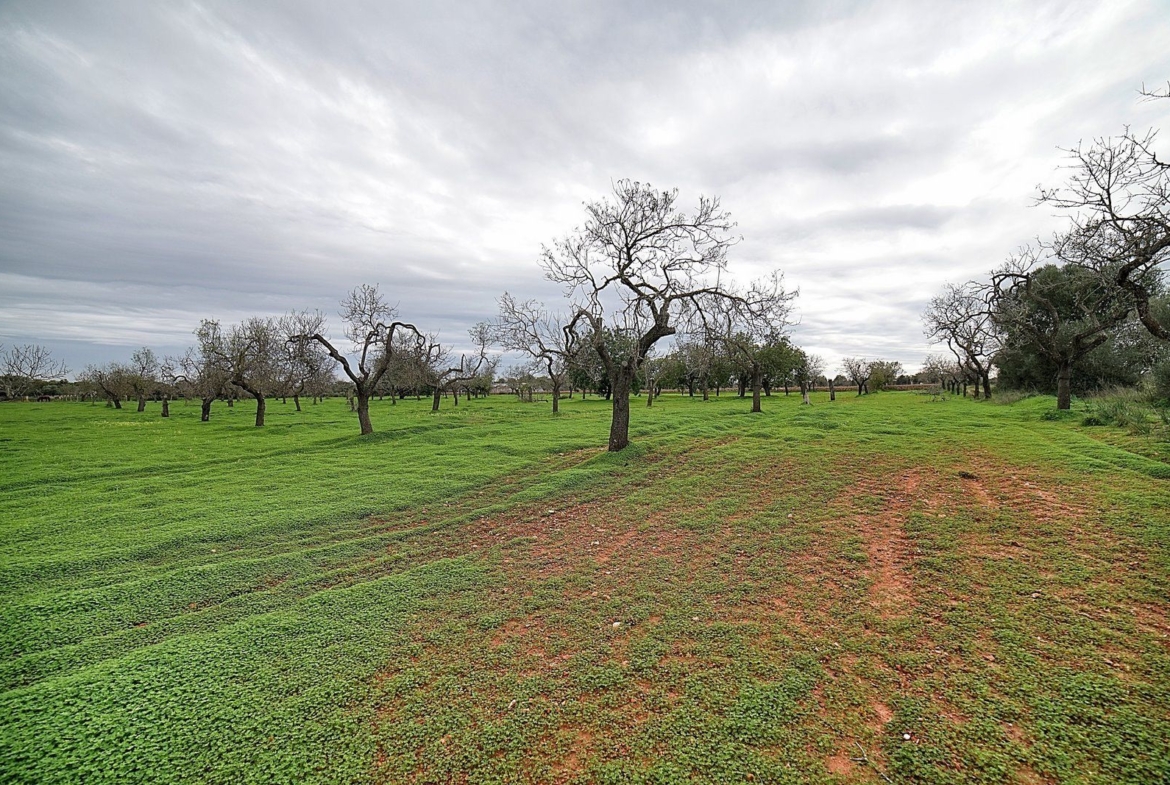 Parcela edificable entre Llucmajor y Campos, 21.900 m²