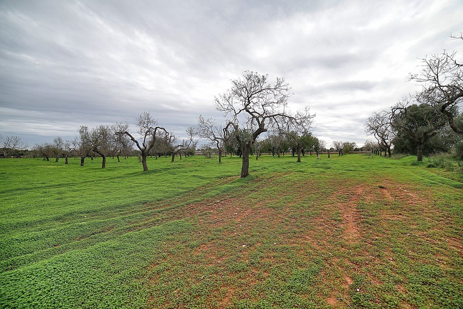 Parcela edificable entre Llucmajor y Campos, 21.900 m²