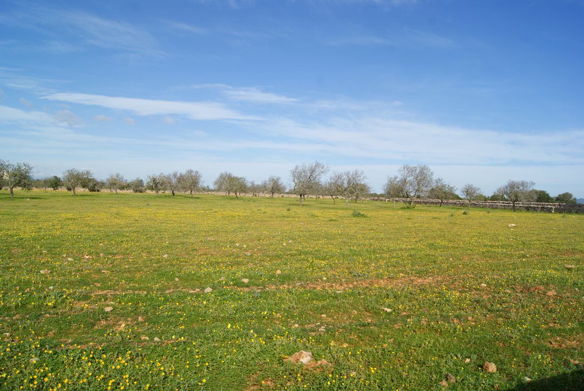 Baugrundstück 28.000 m² bei Ses Salines, Südost-Mallorca