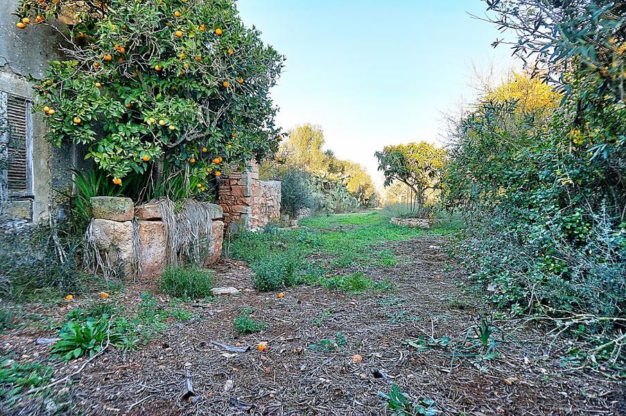 Landhaus zum Renovieren in Ses Salines: Finca-Projekt auf Mallorca
