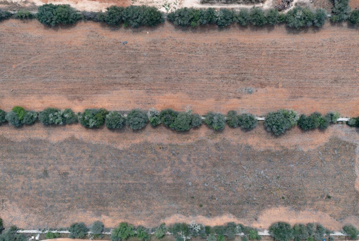 Baugrundstück 26.000 m² bei Ses Salines, Südmallorca