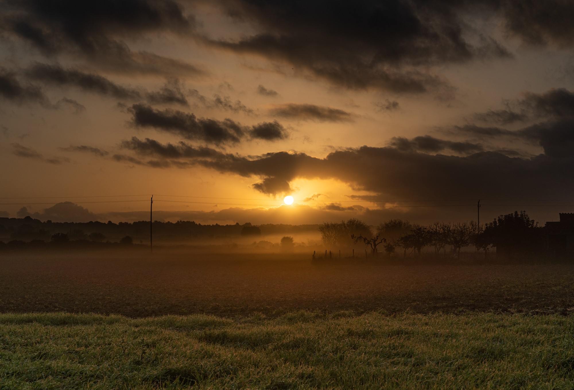 Amanecer con niebla sobre los campos del Pla de Mallorca